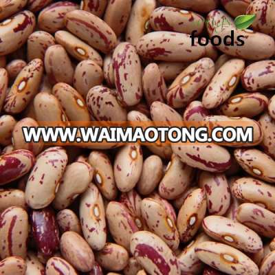 Light Speckled Kidney Beans, Long shape